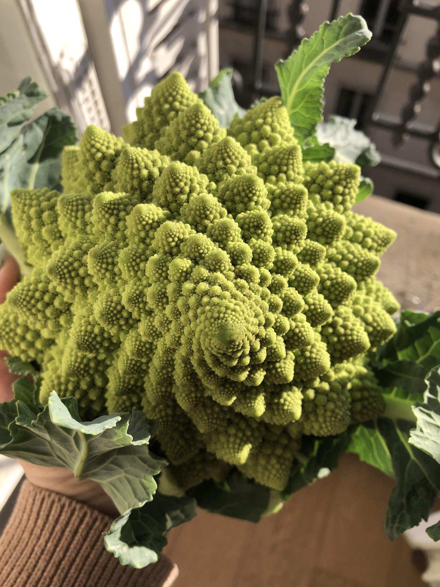 romanesco